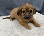 Small Photo #29 Chiweenie Puppy For Sale in SAINT AUGUSTINE, FL, USA