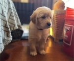 Small Photo #2 Golden Retriever Puppy For Sale in HUNTSVILLE, AL, USA