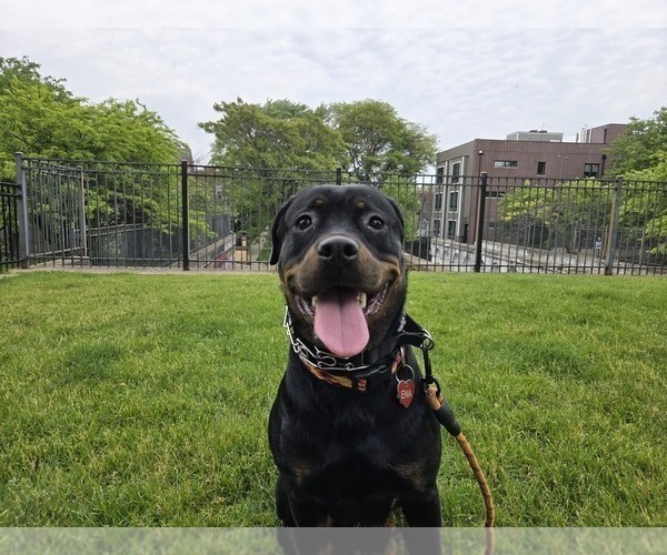 Medium Photo #5 Rottweiler Puppy For Sale in CHICAGO, IL, USA