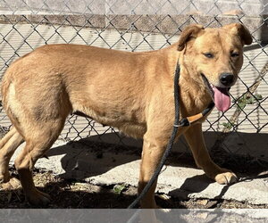 Siberian Husky-Unknown Mix Dogs for adoption in Las Vegas, NM, USA