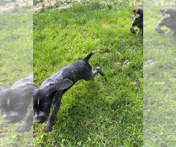 Medium Photo #7 German Shorthaired Pointer Puppy For Sale in STATE COLLEGE, PA, USA