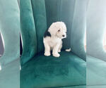 Small Old English Sheepdog
