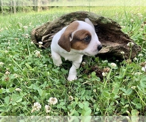 Jack Russell Terrier Puppy for sale in AMELIA COURT HOUSE, VA, USA