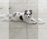 Small Photo #1 Pomsky Puppy For Sale in GREENACRES, FL, USA