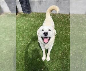 Great Pyrenees-Unknown Mix Dogs for adoption in Riverside, CA, USA
