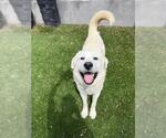 Small Great Pyrenees Mix