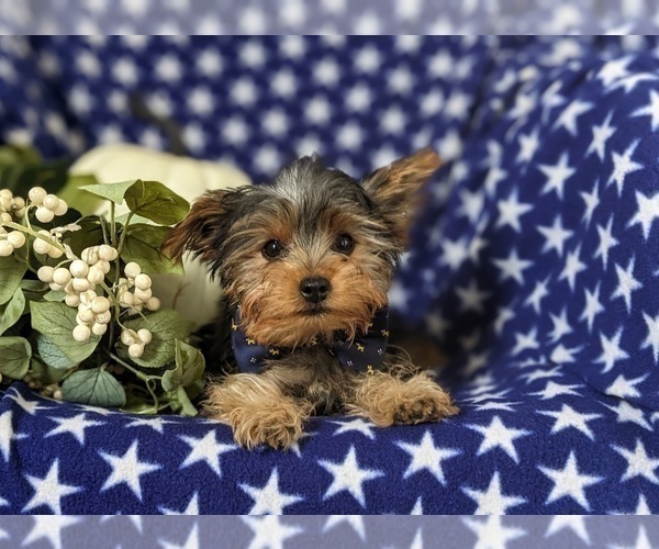 Medium Photo #7 Yorkshire Terrier Puppy For Sale in OXFORD, PA, USA