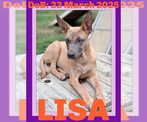 Mutt Dogs for adoption in Sebec, ME, USA