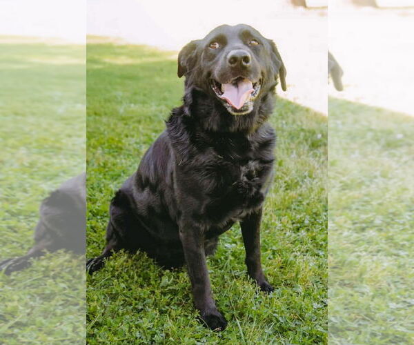 Medium Photo #8 Labrador Retriever-Unknown Mix Puppy For Sale in Princeton, MN, USA