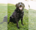 Small #7 Labrador Retriever Mix