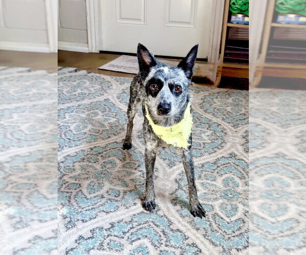 Medium Photo #2 Mutt Puppy For Sale in San Leon, TX, USA