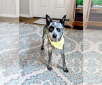 Small #1 Mutt