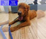 Small #2 Golden Retriever