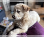 Puppy Curry Chow Chow-Labrador Retriever Mix