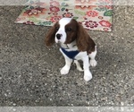 Small Photo #11 Cavalier King Charles Spaniel Puppy For Sale in SHELBYVILLE, KY, USA