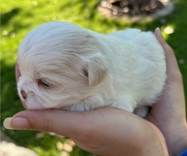 Medium Photo #2 Shih Tzu-Zuchon Mix Puppy For Sale in SAINT CHARLES, MO, USA