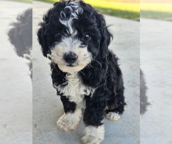 Medium Photo #1 Aussie-Poo-Aussiedoodle Mix Puppy For Sale in TAYLOR, TX, USA