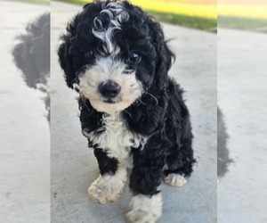 Aussie-Poo-Aussiedoodle Mix Puppy for sale in TAYLOR, TX, USA