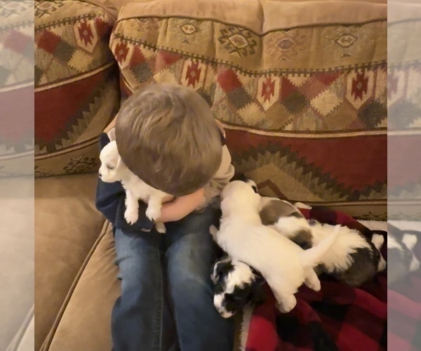 Medium Photo #8 Havanese Puppy For Sale in WICKENBURG, AZ, USA