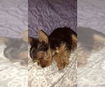 Small Photo #6 Yorkshire Terrier Puppy For Sale in BETHLEHEM, GA, USA