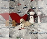 Puppy Nala Shih Tzu