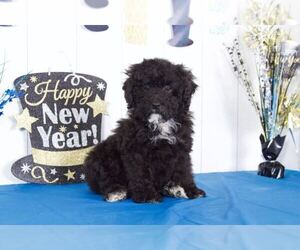 Goldendoodle (Miniature) Puppy for sale in BEL AIR, MD, USA
