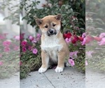 Small #5 Shiba Inu