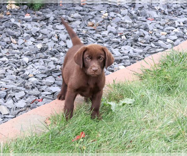 Medium Photo #5 Labrador Retriever Puppy For Sale in SYRACUSE, IN, USA