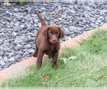 Small #4 Labrador Retriever