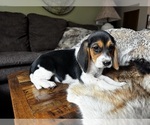 Image preview for Ad Listing. Nickname: Paisley