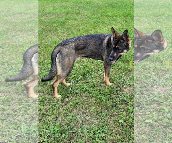 Medium Photo #3 German Shepherd Dog Puppy For Sale in Centreville, VA, USA