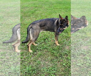 Lady Raspberry 6091 - Female German Shepherd Dog Dog for Adoption - Photo #3