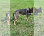 Small #2 German Shepherd Dog