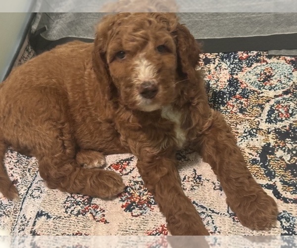 Medium Photo #3 Goldendoodle Puppy For Sale in LEXINGTON, SC, USA