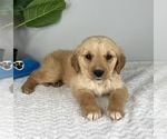 Small Photo #8 Golden Retriever Puppy For Sale in FRANKLIN, IN, USA