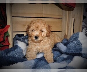 Cavapoo Puppy for Sale in LUBLIN, Wisconsin USA
