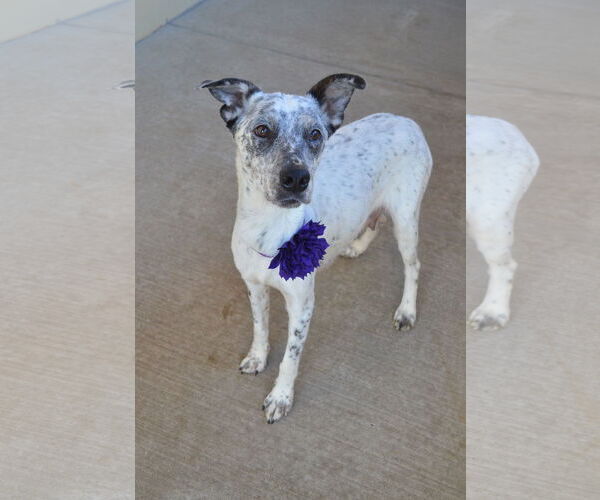 Medium Photo #2 Mutt Puppy For Sale in McKinney, TX, USA