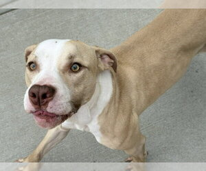 Mutt Dogs for adoption in Tulsa, OK, USA