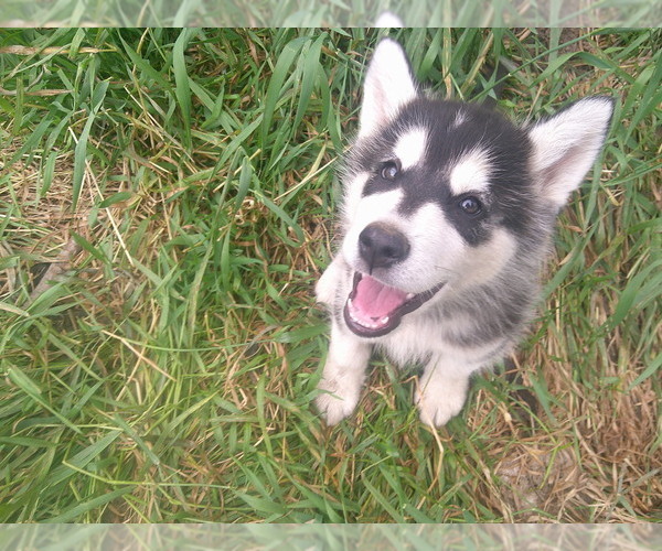 Medium Photo #1 Alaskan Malamute Puppy For Sale in SMYRNA, NY, USA