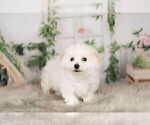 Small Photo #3 Cavachon Puppy For Sale in WARSAW, IN, USA
