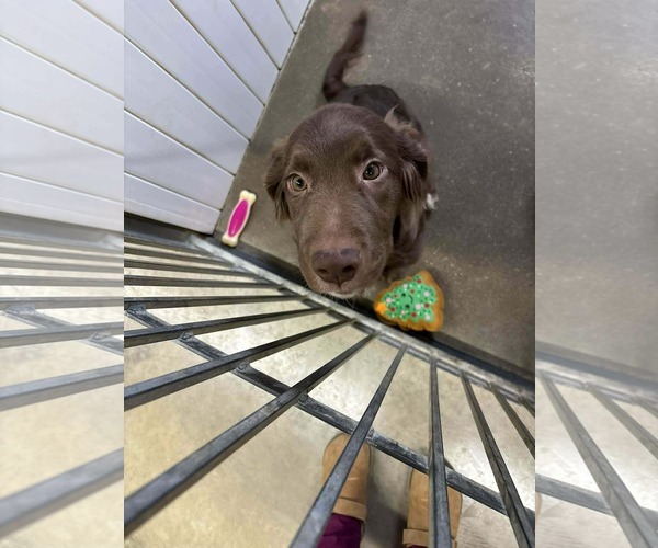Medium Photo #6 Aussiedoodle Puppy For Sale in Columbus, IN, USA