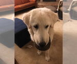 Small #3 Great Pyrenees