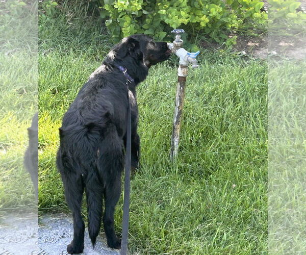 Medium Photo #10 American Pit Bull Terrier-Australian Shepherd Mix Puppy For Sale in Sandy, UT, USA