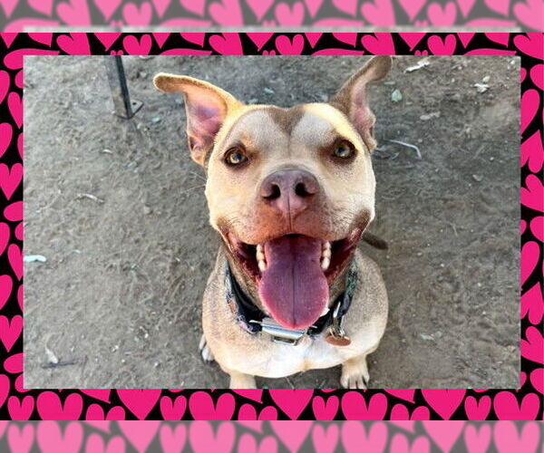 Medium Photo #1 American Pit Bull Terrier Puppy For Sale in Ojai, CA, USA