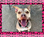 Small American Pit Bull Terrier