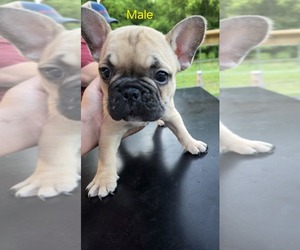French Bulldog Puppy for sale in MADISONVILLE, TN, USA