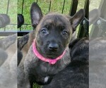 Puppy Pink collar Dutch Shepherd Dog
