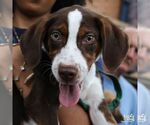Small #5 Mutt