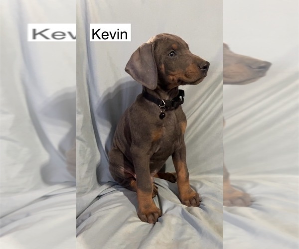 Medium Photo #2 Doberman Pinscher Puppy For Sale in POMEROY, OH, USA