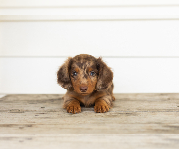 Medium Photo #2 Dachshund Puppy For Sale in MILFORD, IN, USA